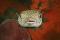   Smile PleaseBlackspotted Porcupinefish Diodon hystrix Hin Muang Purple Rock Anderman Sea Near Phuket ThailandHe just turned around face cameras dome port pressed shutter how lucky was Black-spotted Blackspotted Black spotted  